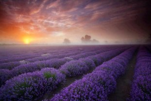 lavendar-field-near-maison-belle-claire